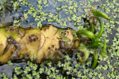 Nuphar luteum