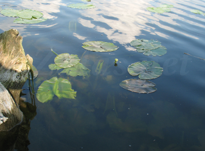 Grążel nuphar lutea