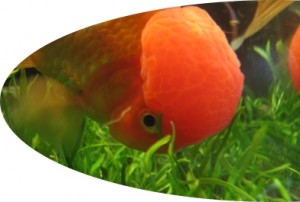 goldfish eat aquarium plant