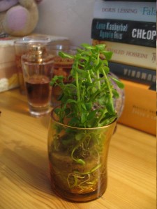 Bacopa amplexicaulis in glass