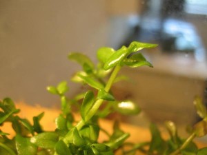 bacopa amplexicaulis