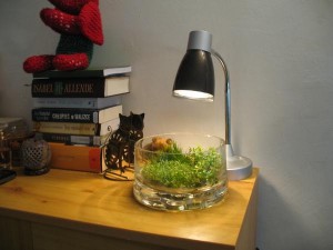 Creating modern sphere with aquarium plants