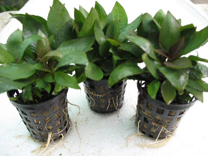 Растения для палюдариумов и влажных террариумов Hygrophila-compacta-2