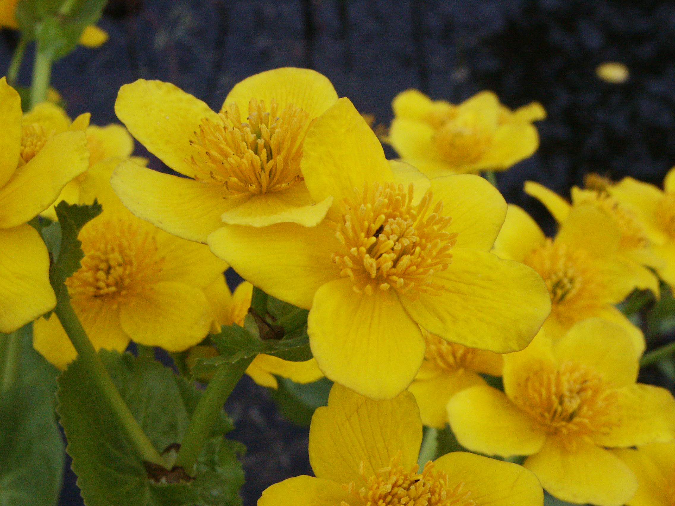 3X Caltha palustris Yellow marsh marigold Marginal Water