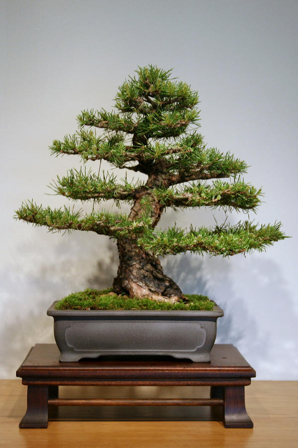 Scots Pine Pinus sylvestris Bonsai tree seeds outdoor suitable | eBay