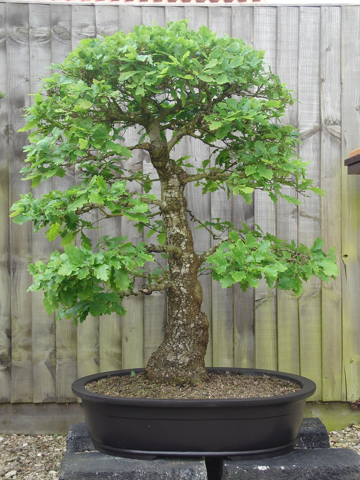 Columnar Oak Quercus robur Fastigiata bonsai tree 5 seeds acorns for shohin