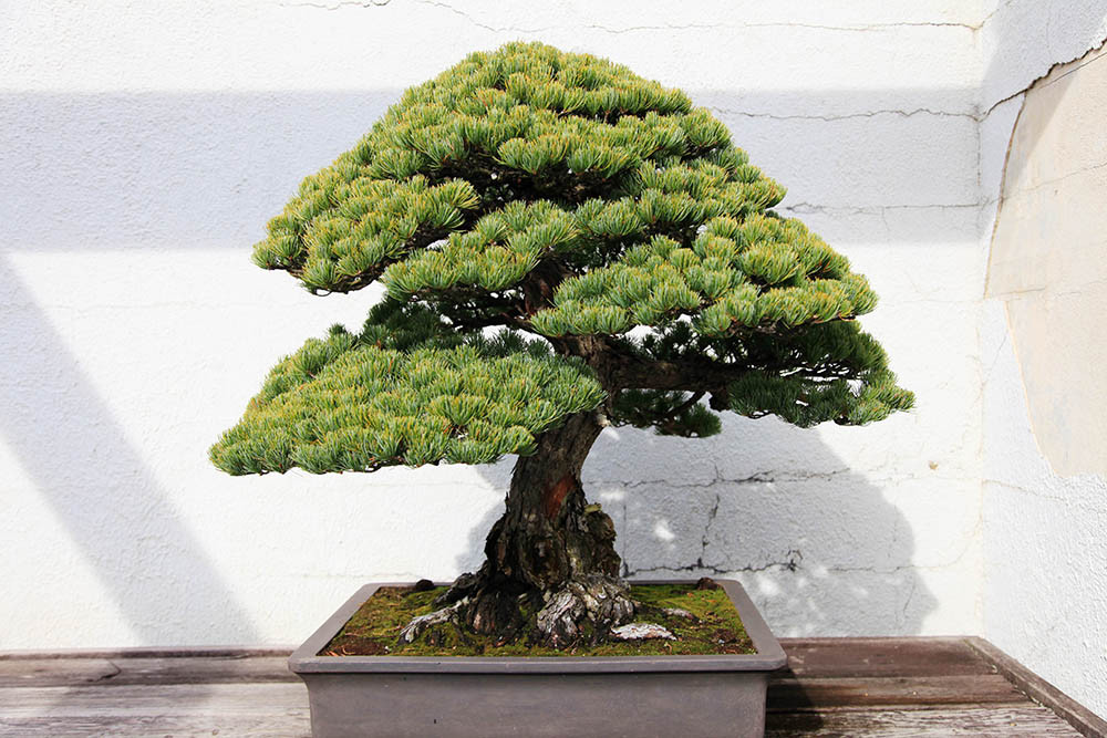 Great Bonsai Fir Tree of all time Check it out now 