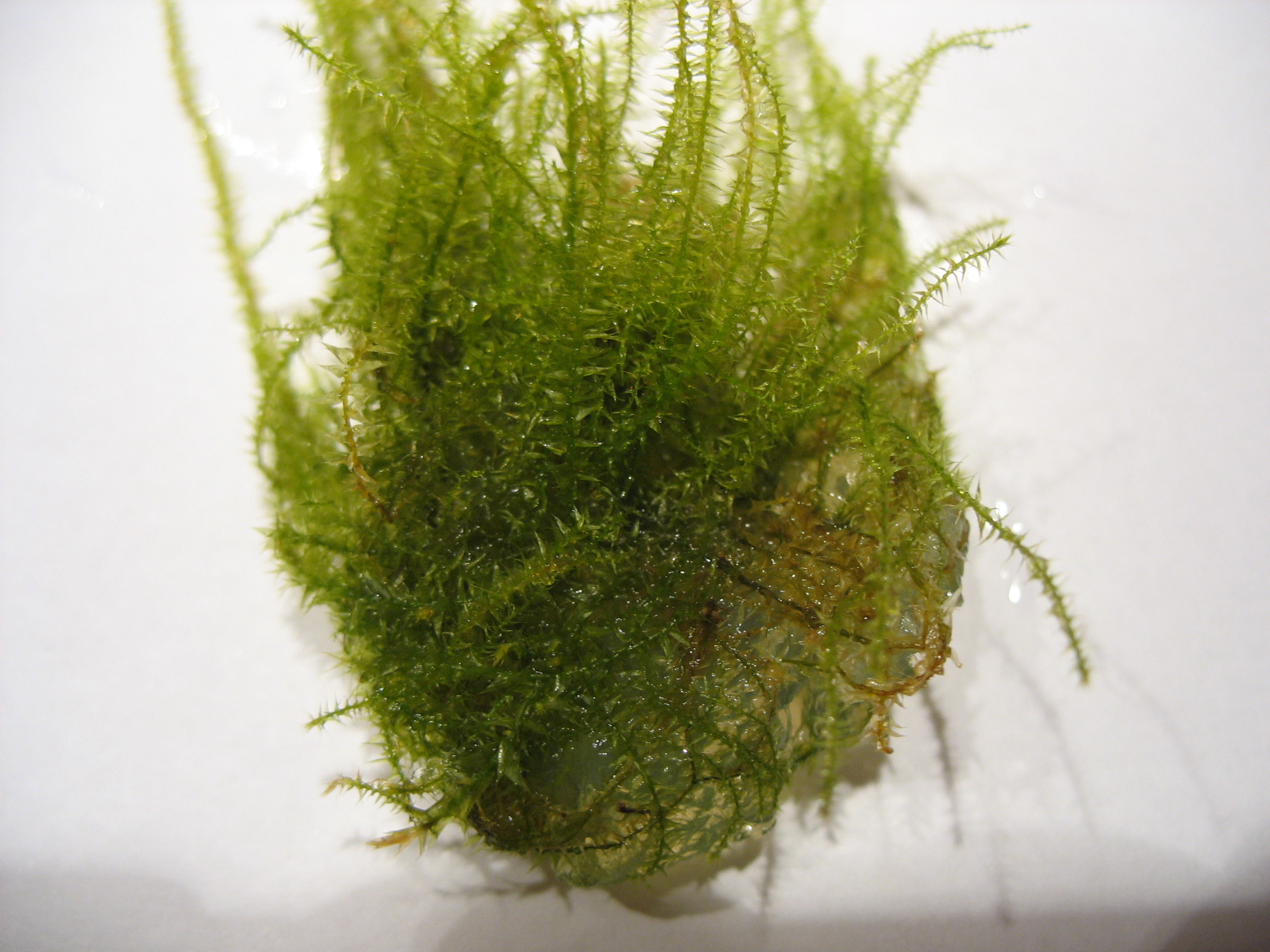 Stringy moss live aquarium plant Leptodictyum riparium