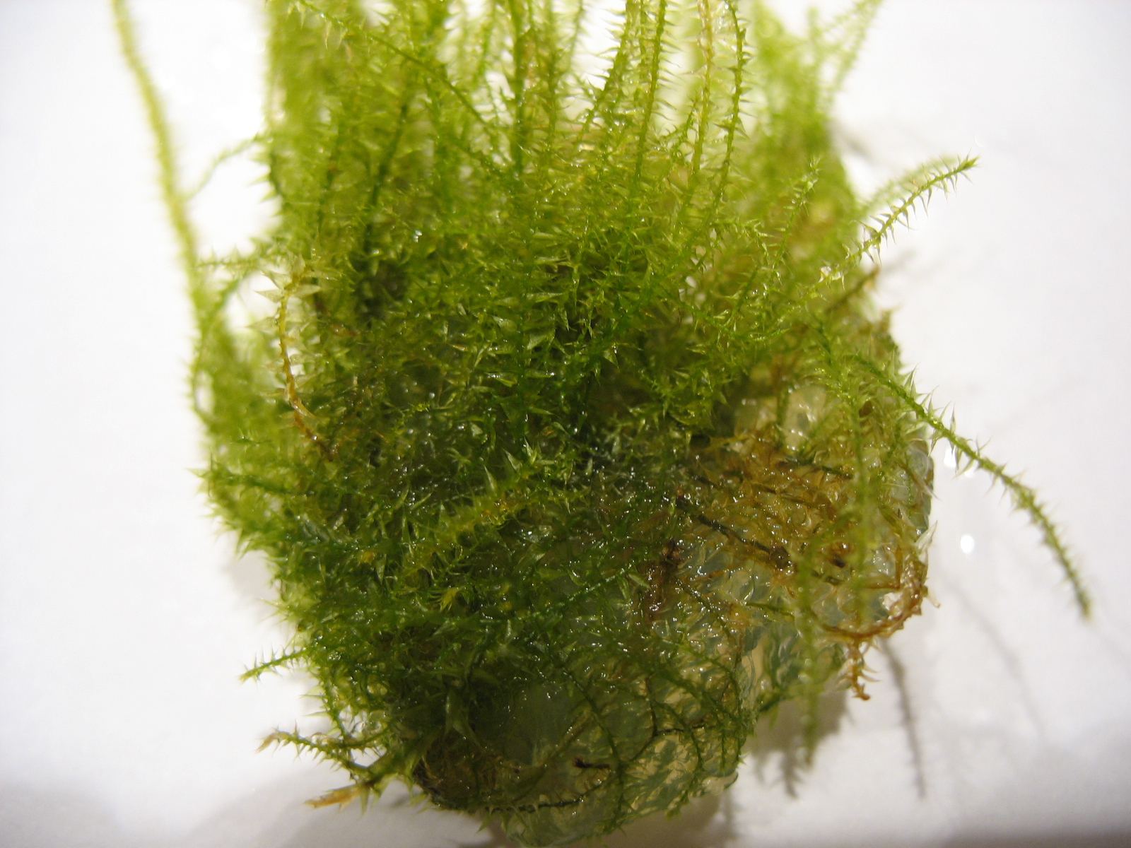 Stringy moss live aquarium plant Leptodictyum riparium