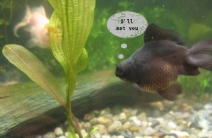 Goldfish want eat aquarium plant