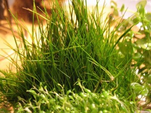 Eleocharis acicularis - Dwarf hairgrass