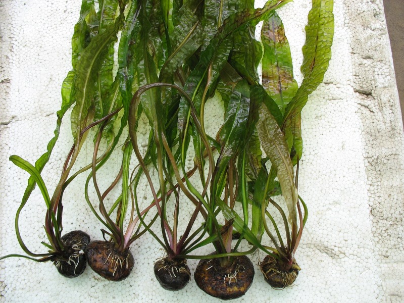 Aponogeton boivinianus is an aquatic bulb plant native to the island 