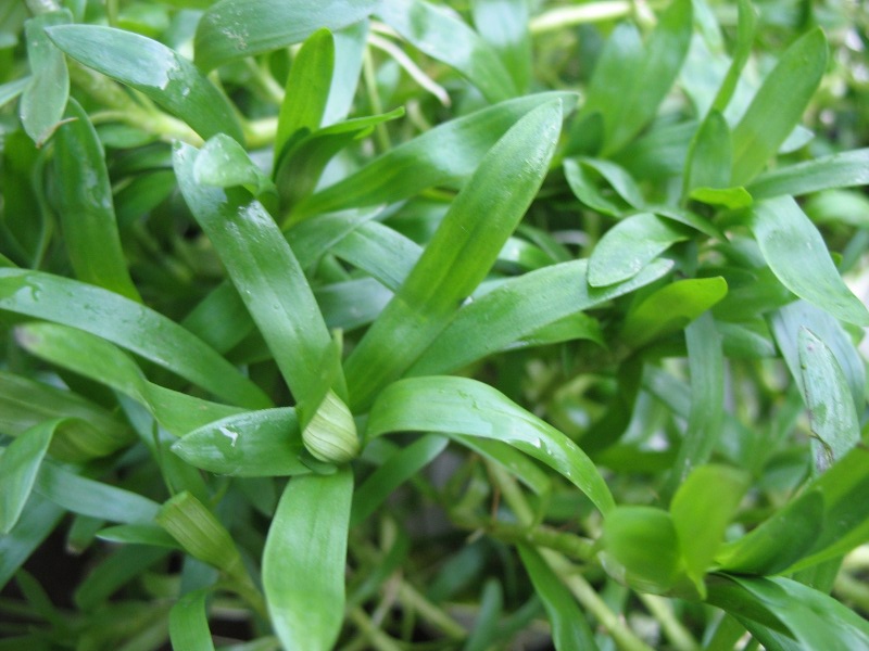 Heteranthera zosterifolia - Heterantera paskowana