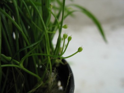 Lilaeopsis novae-zelandiae - roślina trawnikowa