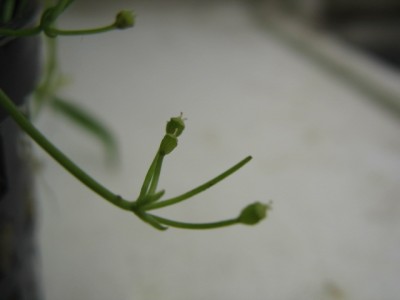 Lilaeopsis novae-zelandiae