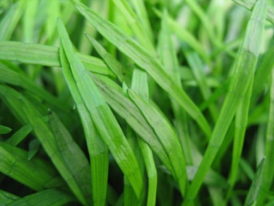 Lilaeopsis - roślina trawnikowa