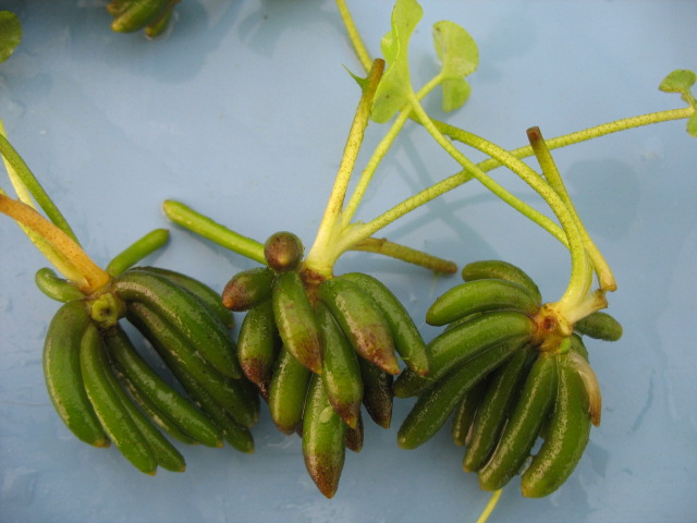 Banana Plant Nymphoides aquatica Live Aquarium Aquatic Plant  