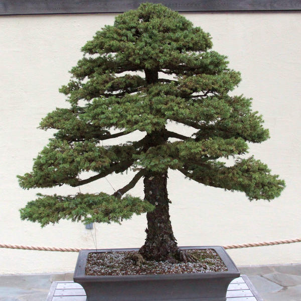5 X Gemeine Fichte Picea abies Pre Bonsai Baum DE | eBay.de