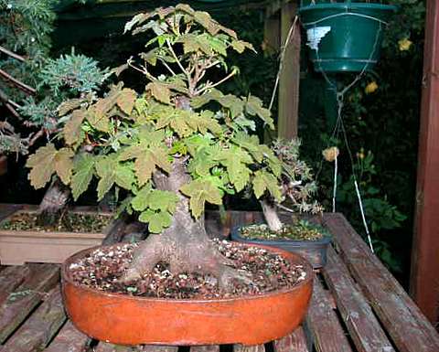 5 X Bergahorn Acer pseudoplatanus winterharte Pre-Bonsai-Baume DE | eBay.de