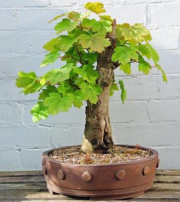 5 X Bergahorn Acer pseudoplatanus winterharte Pre-Bonsai-Baume DE | eBay.de