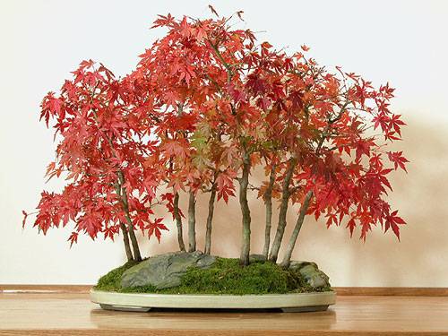 Home Garden Plants Seedlings Bonsai Acer Palmatum Bonsai Small Leaf x Fresh Viable Seeds Uk Japanese Maple