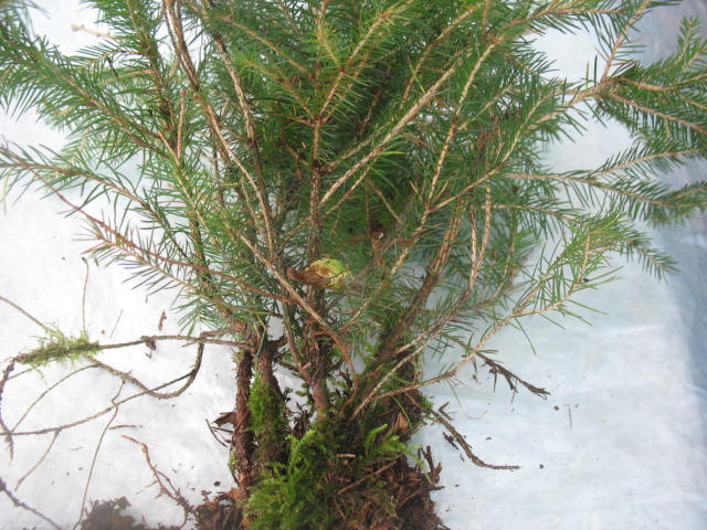 5 X Gemeine Fichte Picea abies lebendig Pre Bonsai Baum DE | eBay.de